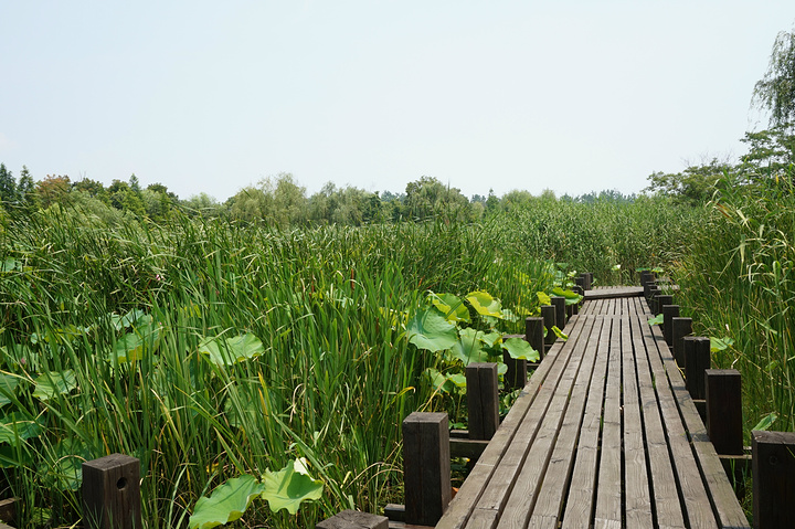 芦苇迷宫位于常熟沙家浜风景区内的湿地科普园内,有着好几条观赏芦苇