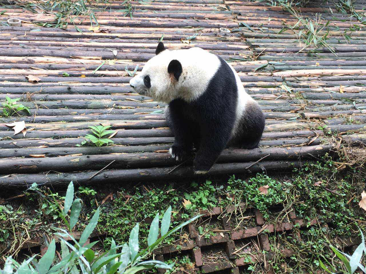 成都亲子游一日游攻略：成都大熊猫保护基地及附近亲子酒店推荐