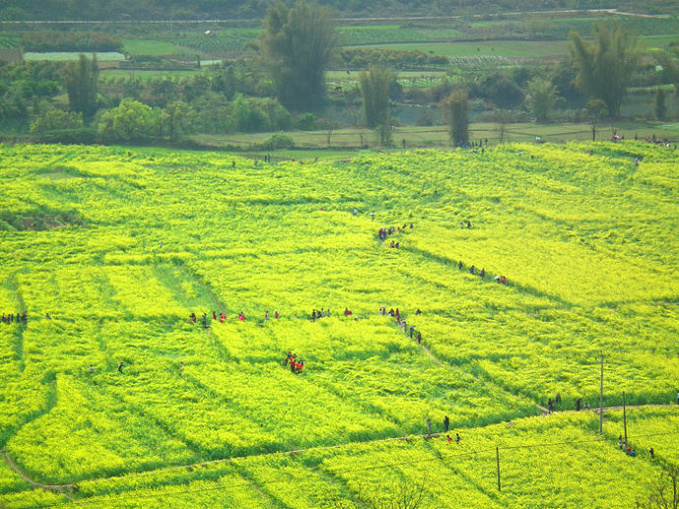 桂林阳朔油菜花图片