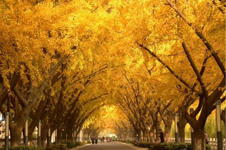 钓鱼台国宾馆东墙外的这条银杏大道,就变成了北京最美的一道风景