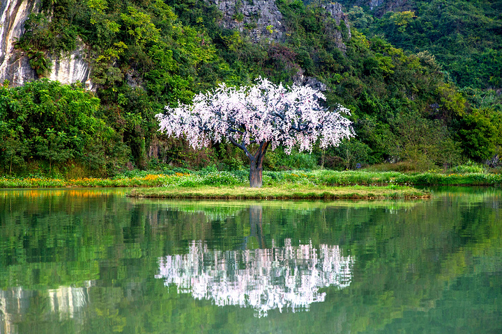 一株桃花树矗立在中心小岛,乘着竹筏游览可以感受不一样的山水之美