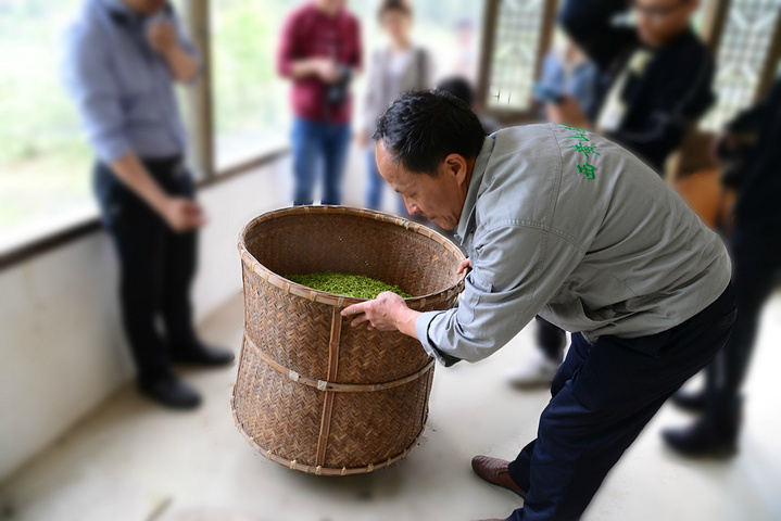 第四步是烘茶,把揉好的茶叶放在专用的竹篓内,下面用均匀的柴火