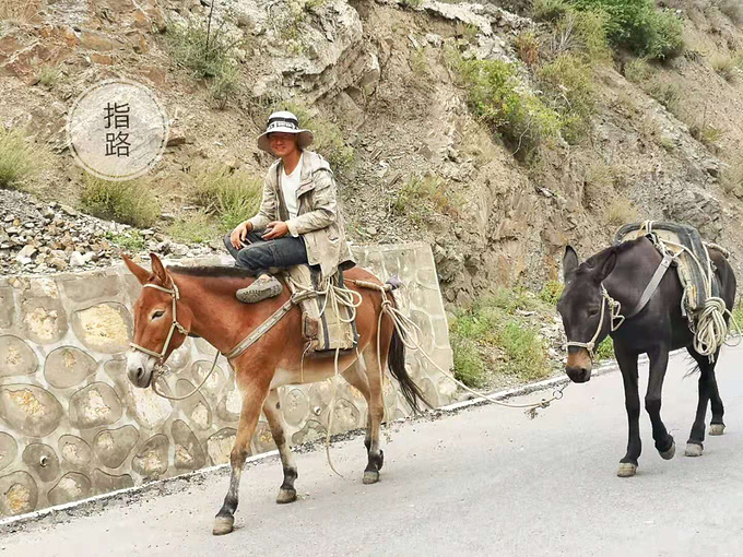 骑骡子的少年