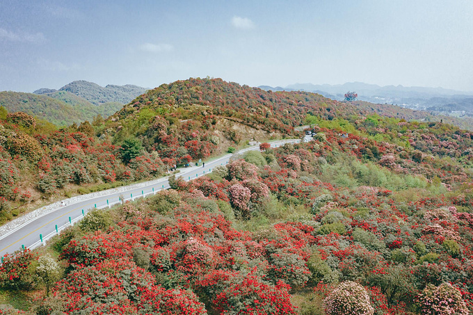 百里杜鹃普底景区图片