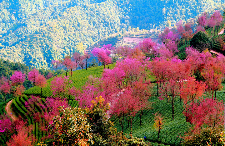 转乘南涧--沙乐中巴车,樱花谷下即可_无量山樱花谷"的评论图片