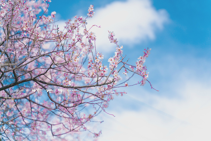 波密桃花沟——人间仙境,世外桃源.人说:十里桃花,就如一个仙境.