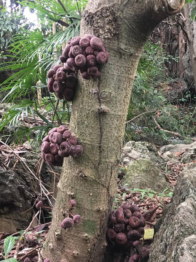 这株树干上结满果子的树名叫聚果榕,第一次见到,觉得很稀奇.