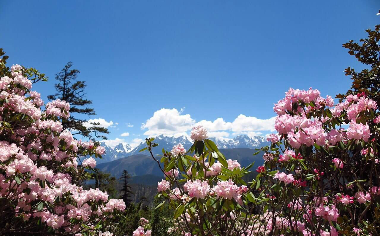 西安周边最佳春游地:登山巅,看杜鹃,吃野餐,赏秦岭春色不凡!