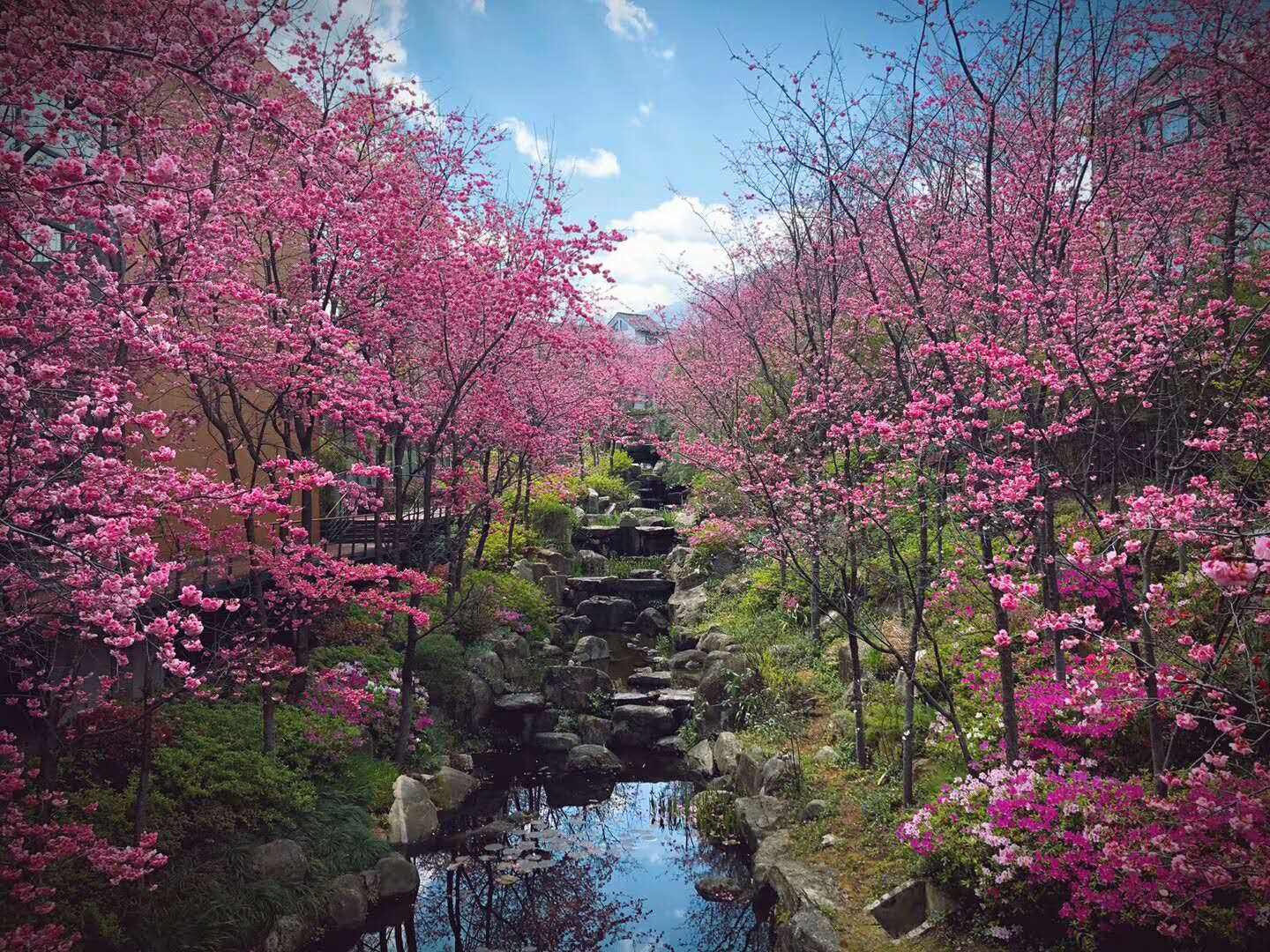 三月，大理，花都开好了