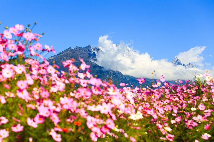 艳遇高原上的幸福-格桑花_玉龙雪山"的评论图片