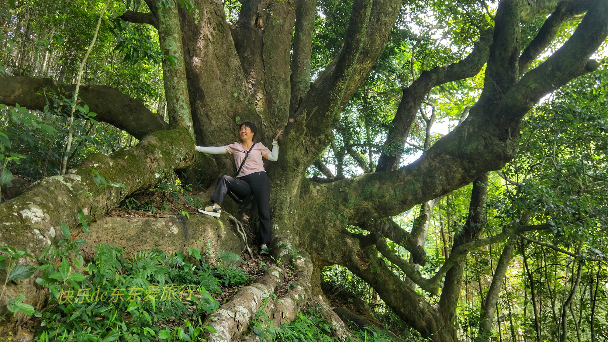 广东梅州平远泗水千年古檀树独木成林，如百足怪兽，枝干如群龙飞舞