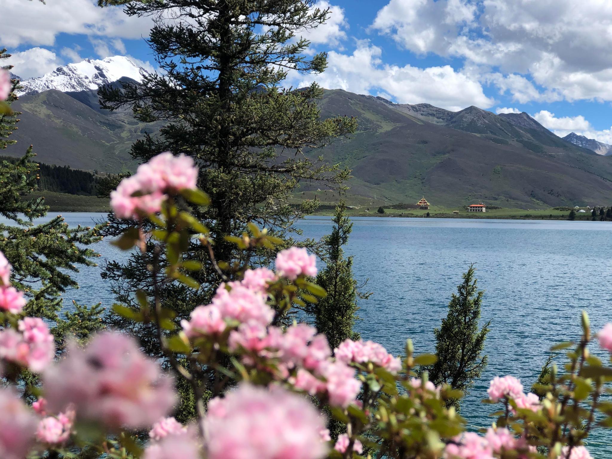 六月去措普沟景区，不要错过绝美高山杜鹃花海！