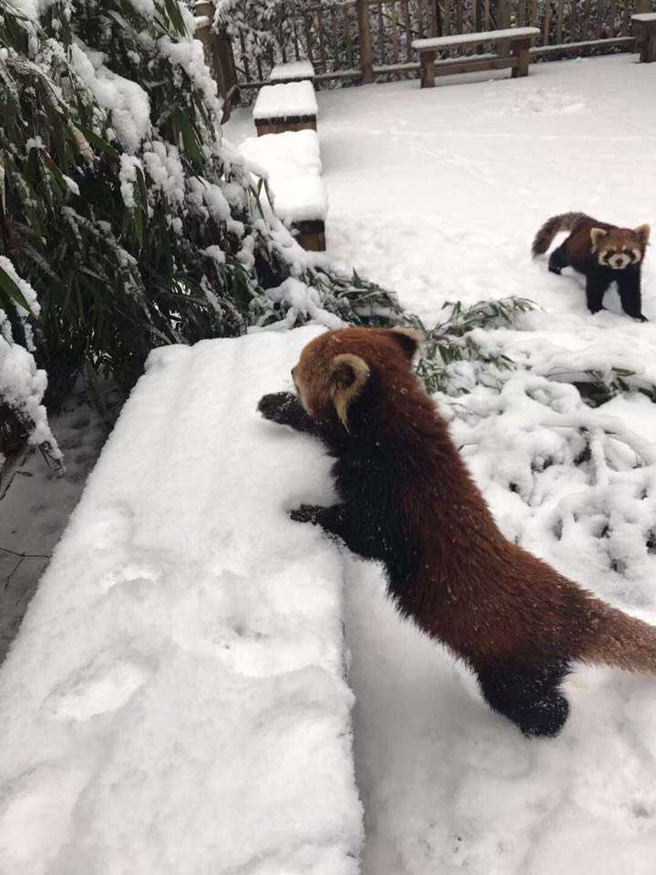 雪地里的小熊猫.