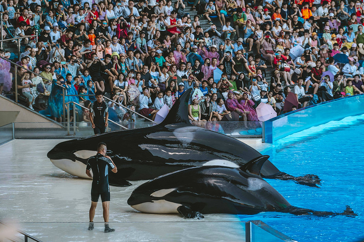 【上海海昌海洋公园】内最振奋人心的表演,就属《虎鲸科普秀》了,一天