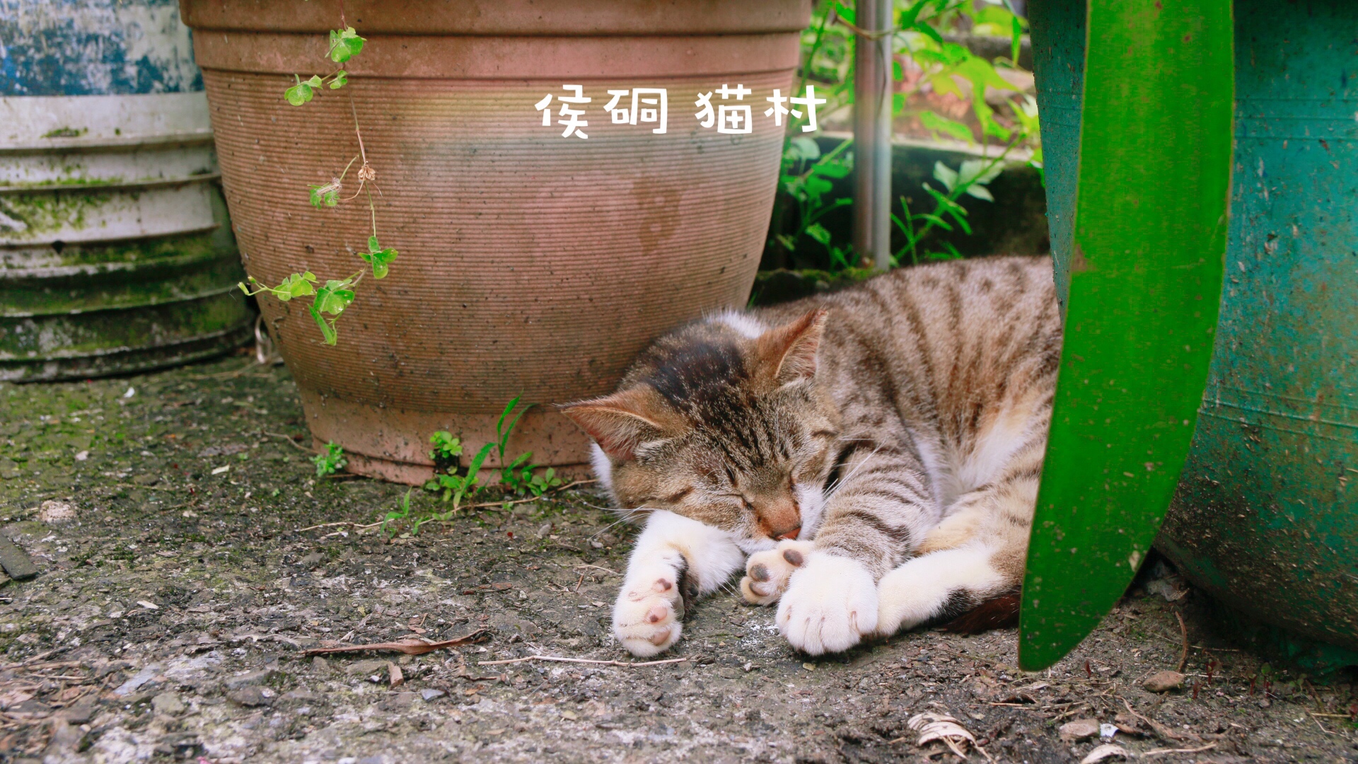 猴硐猫村位于台湾新北市瑞芳区侯硐车站周边百猫街栖息的猫因长期与