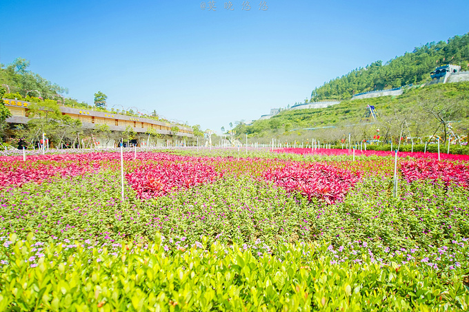捉住夏天的尾巴,在花海欢乐世界玩出新花样~-恩平旅游攻略-游记-去