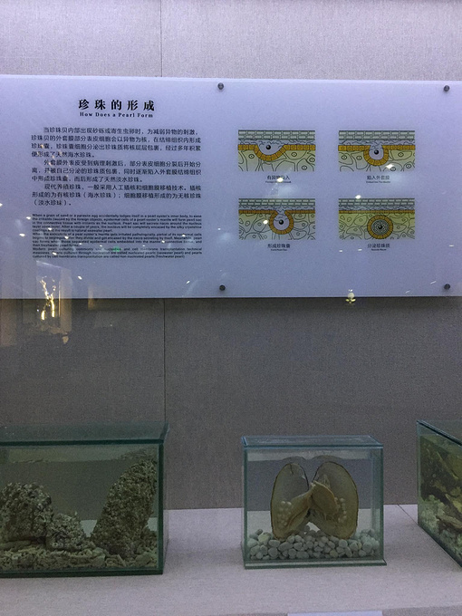 大开眼界,增长知识——中国南珠博物馆