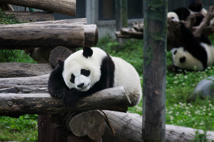 卧龙大熊猫保护区作为国内最好的熊猫基地之一里面的熊猫……可爱到