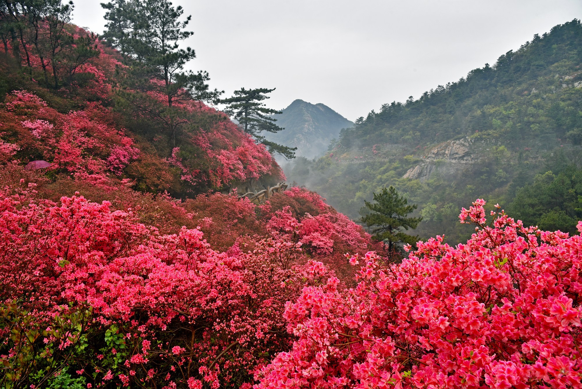 武汉不光有杜鹃花海，玩转丰富精彩的木兰云雾山，吃住行游全攻略 