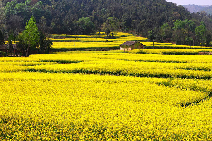 2019最美油菜花赏花地图,根本停不下来的美景