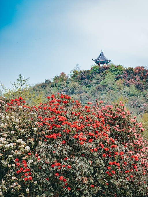 百里杜鹃普底景区图片