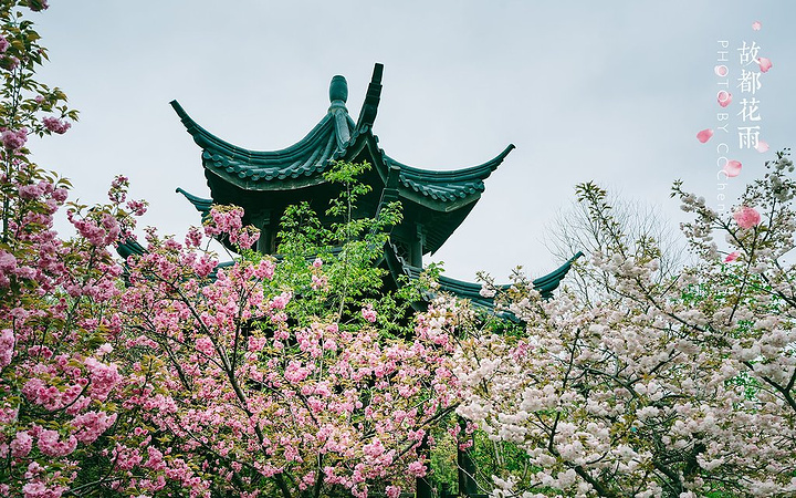 梅花山位于南京钟山风景区南部边缘,山顶的梅花面积很大,数量繁多