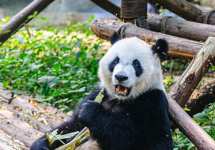 你可以近距离的去观赏这些萌哒哒的国宝们不过看熊猫最好是在早上09