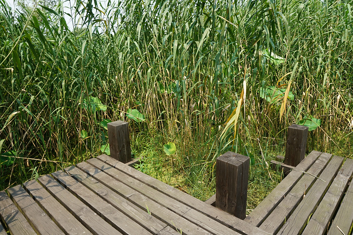 芦苇迷宫位于常熟沙家浜风景区内的湿地科普园内,有着好几条观赏芦苇