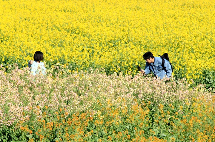 在长兴岛前卫支路北端大堤外,有一片千亩五彩油菜花田,五彩斑斓的油菜