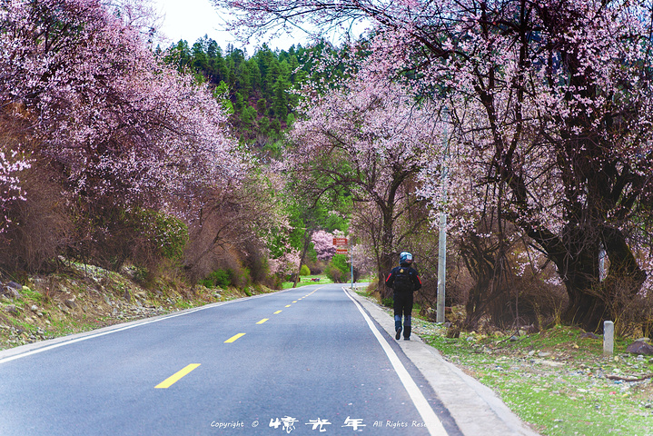 波密桃花沟——人间仙境,世外桃源.人说:十里桃花,就如一个仙境.