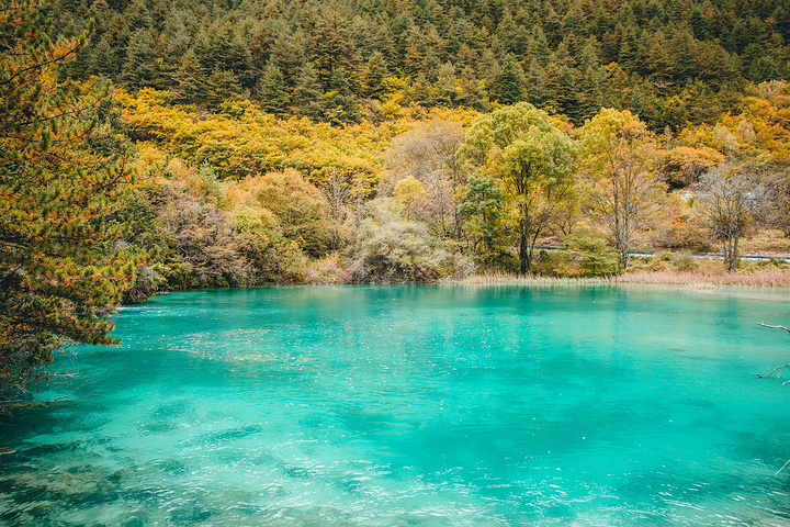 "九寨归来不看水",是对九寨美景最好的诠释_九寨沟风景区"的评论图片