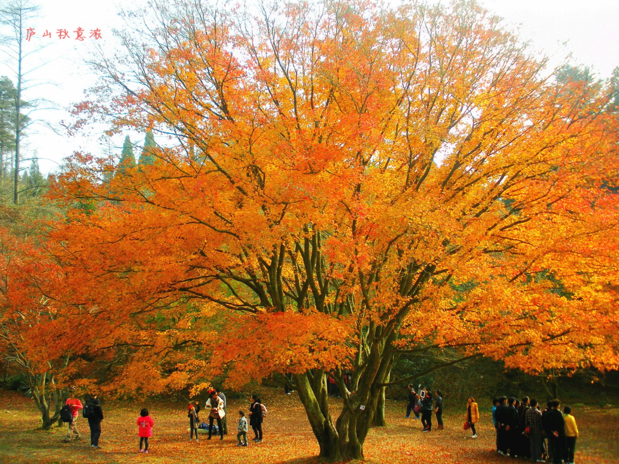 2020庐山植物园游玩攻略,深秋季节去最佳,园内有几株.