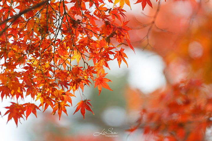 时至深秋,庭院里的枫叶正值色彩斑斓,坐在寺院里静看门外的风景,无比