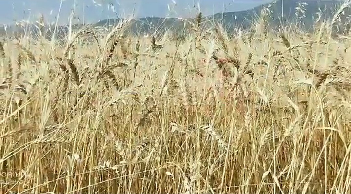 这个季节,麦子成熟了,远远看去金黄一片特别漂亮,像大地铺上一层金色