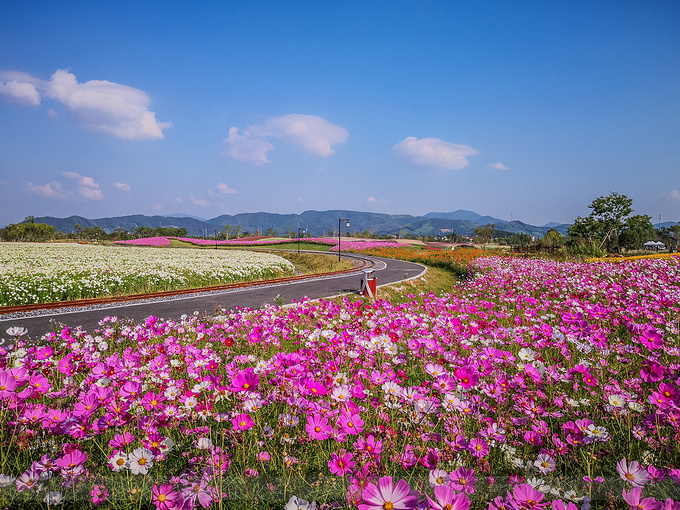 径山花海图片