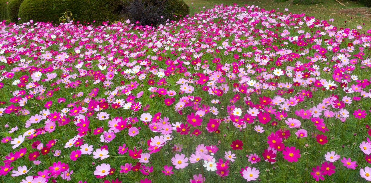 海岛公园内种植了大量的花,春夏有樱花油菜花,秋有向日葵与波斯菊