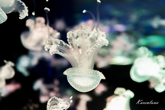 珊瑚水母馆