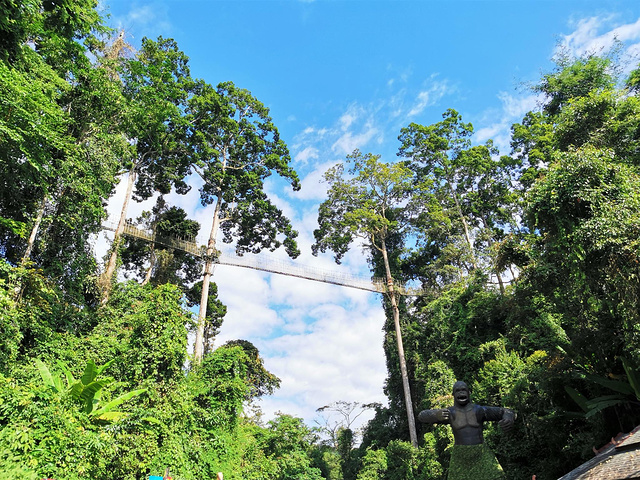 密集生存着代表东南亚热带雨林的标志性树种望天树在它们达七十至百米