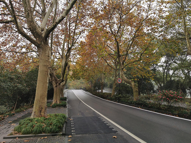 路两边的树还是很美的~安静的一条路,杨公堤名气小些,游人也就少很多