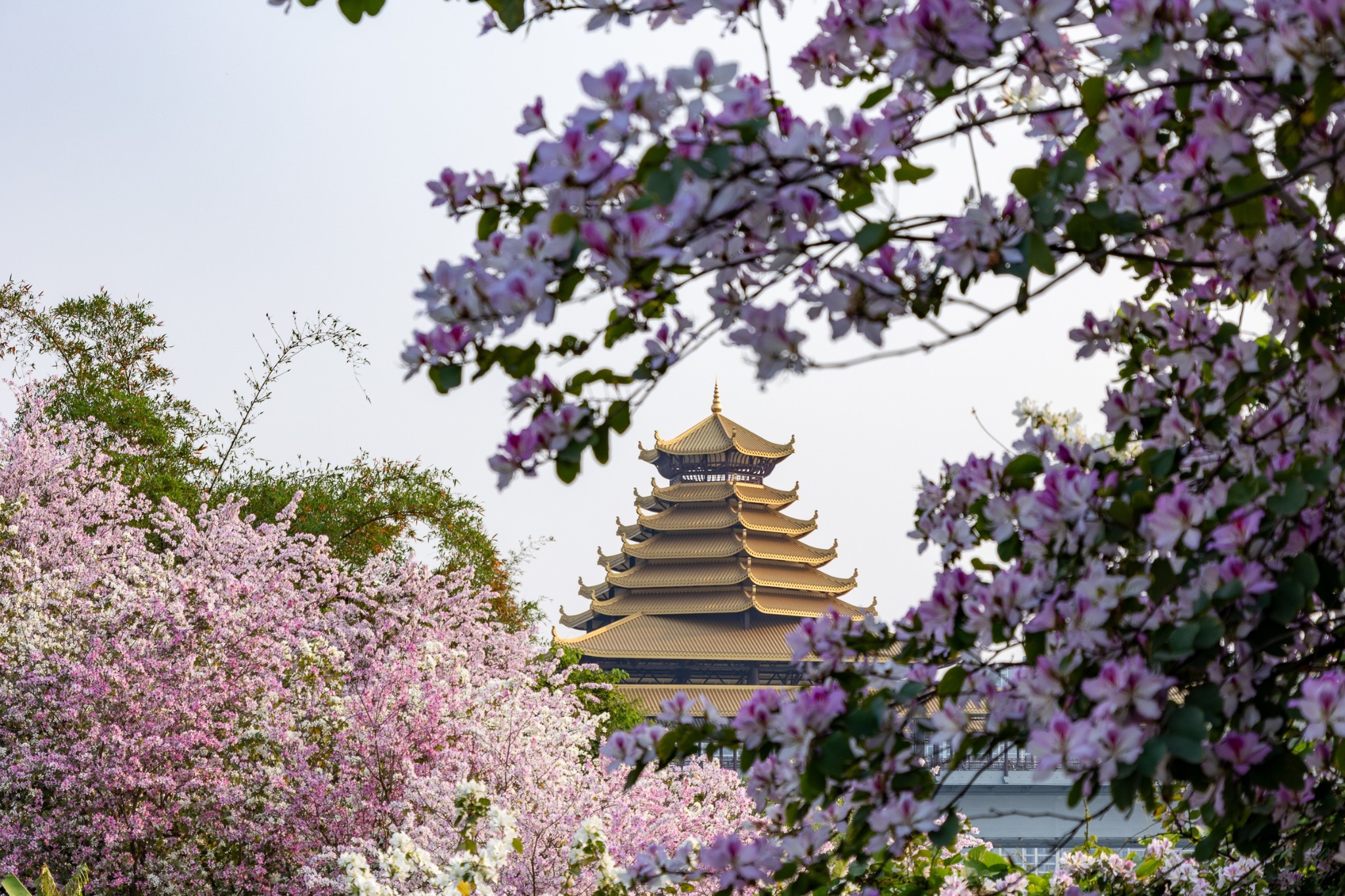 四月柳州满城花开，邂逅粉色浪漫