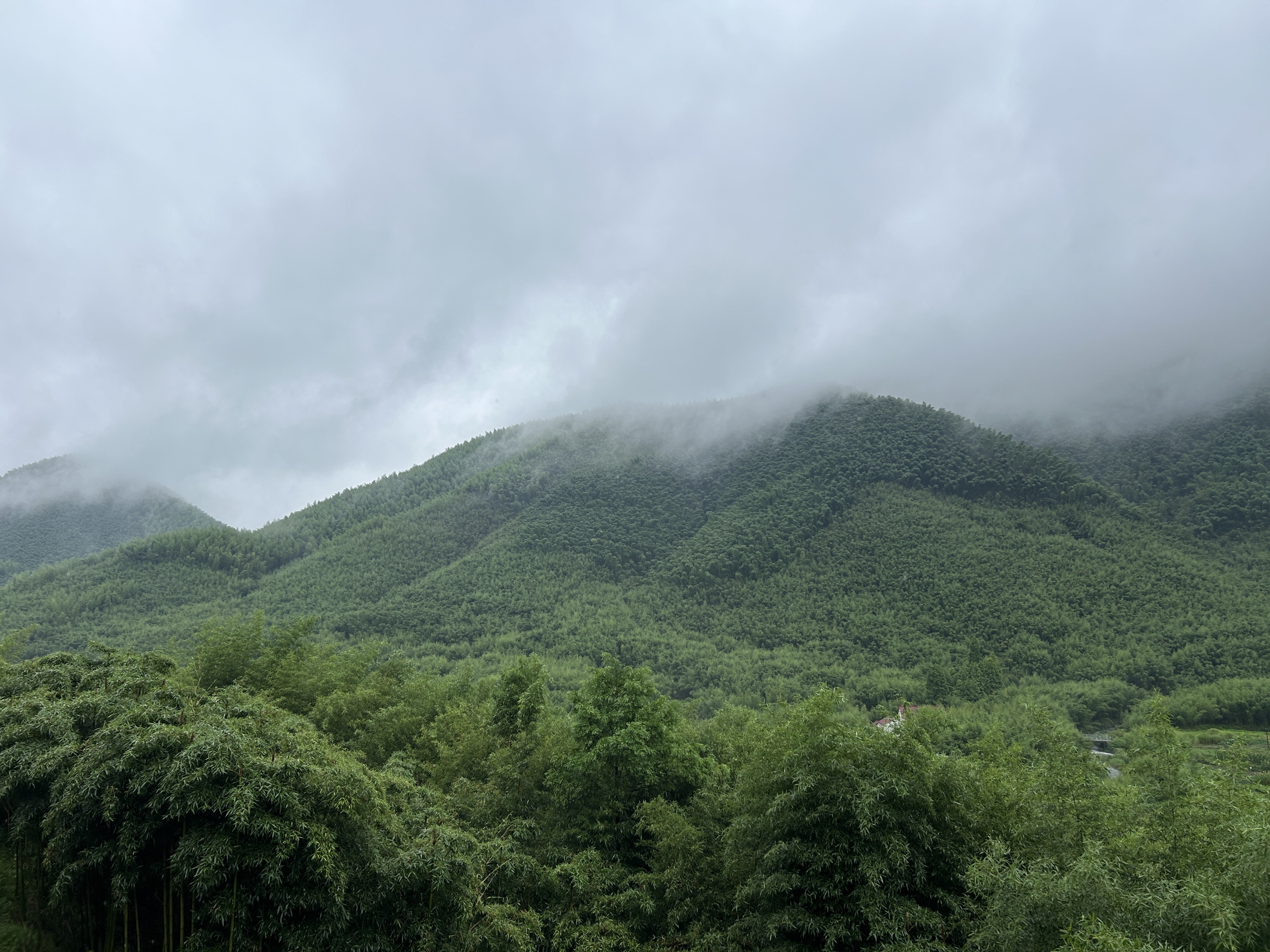 闯进雨中的莫干山｜周末游