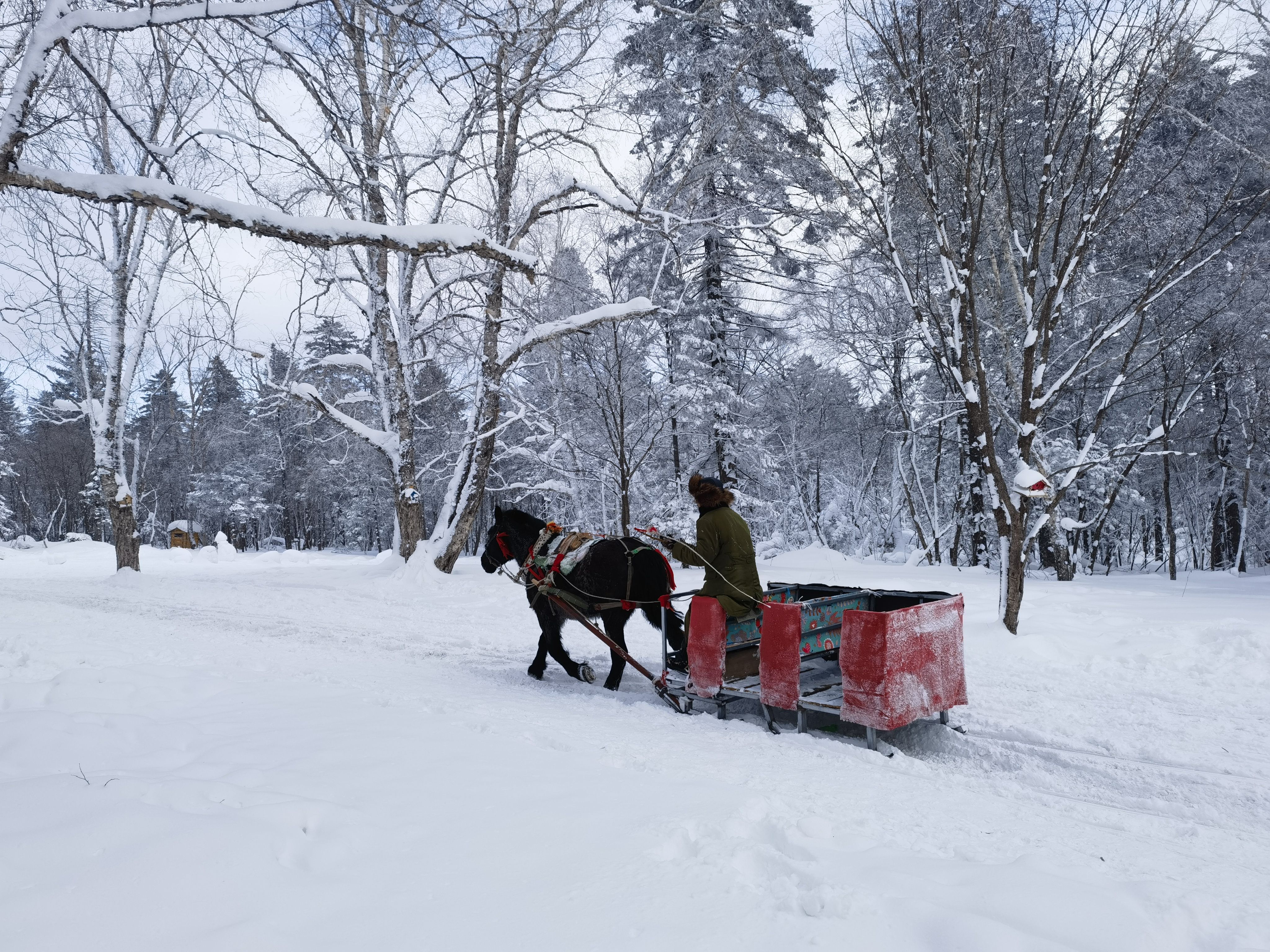 被关进零下二十度的冰箱❄️——南方小土豆逐梦东三省