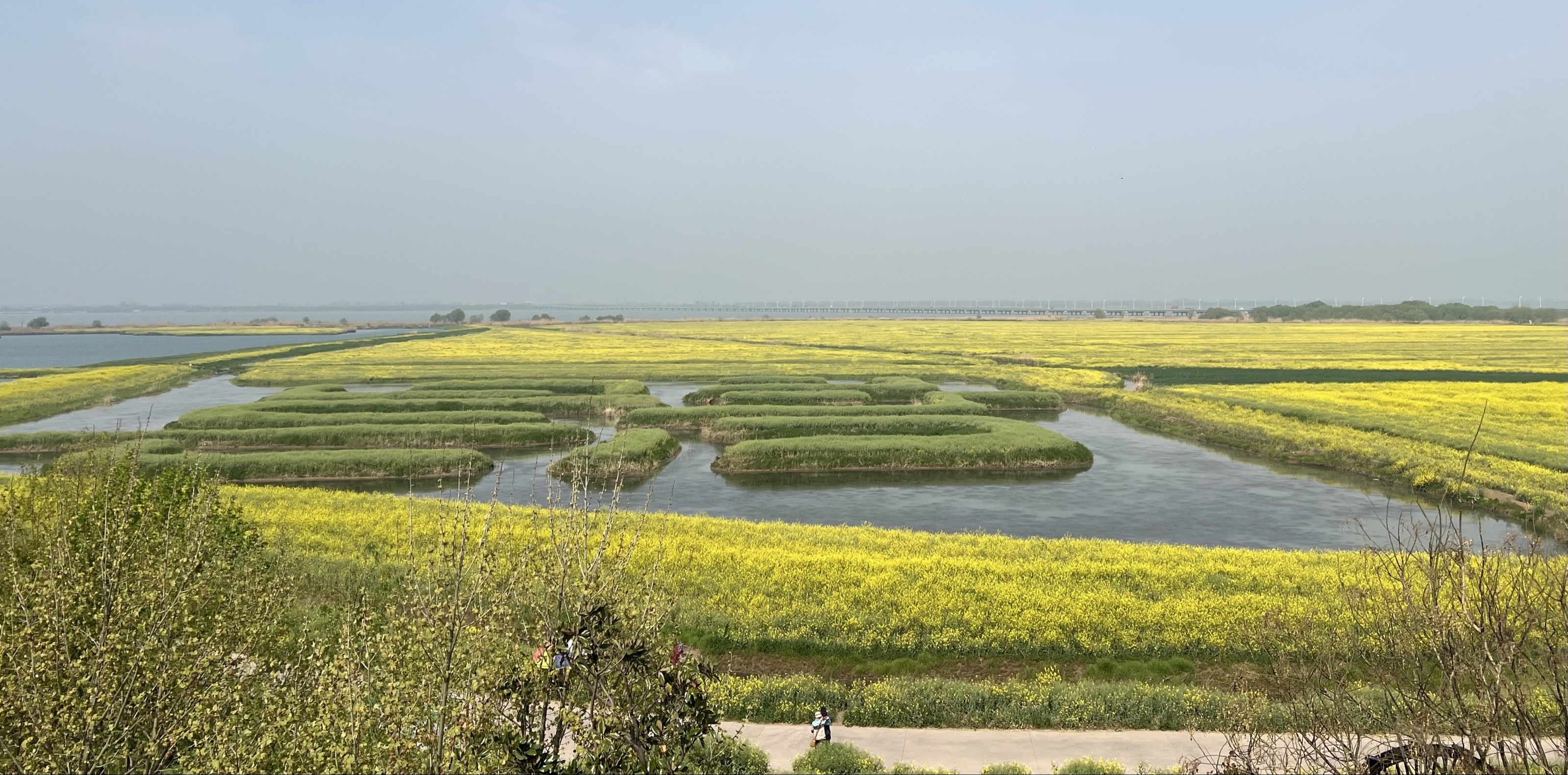 高邮油菜花三日游