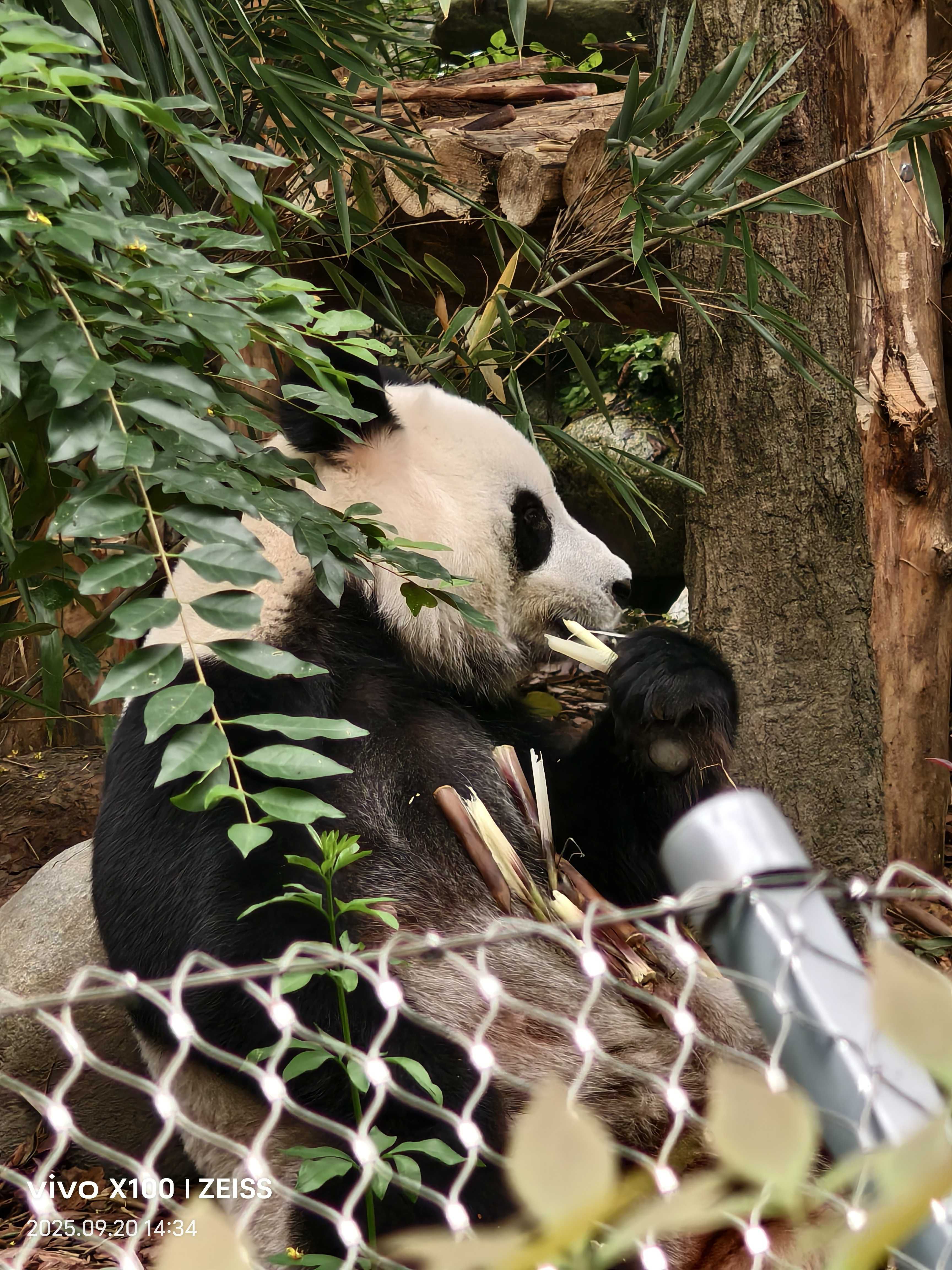 打卡大熊猫繁育研究基地