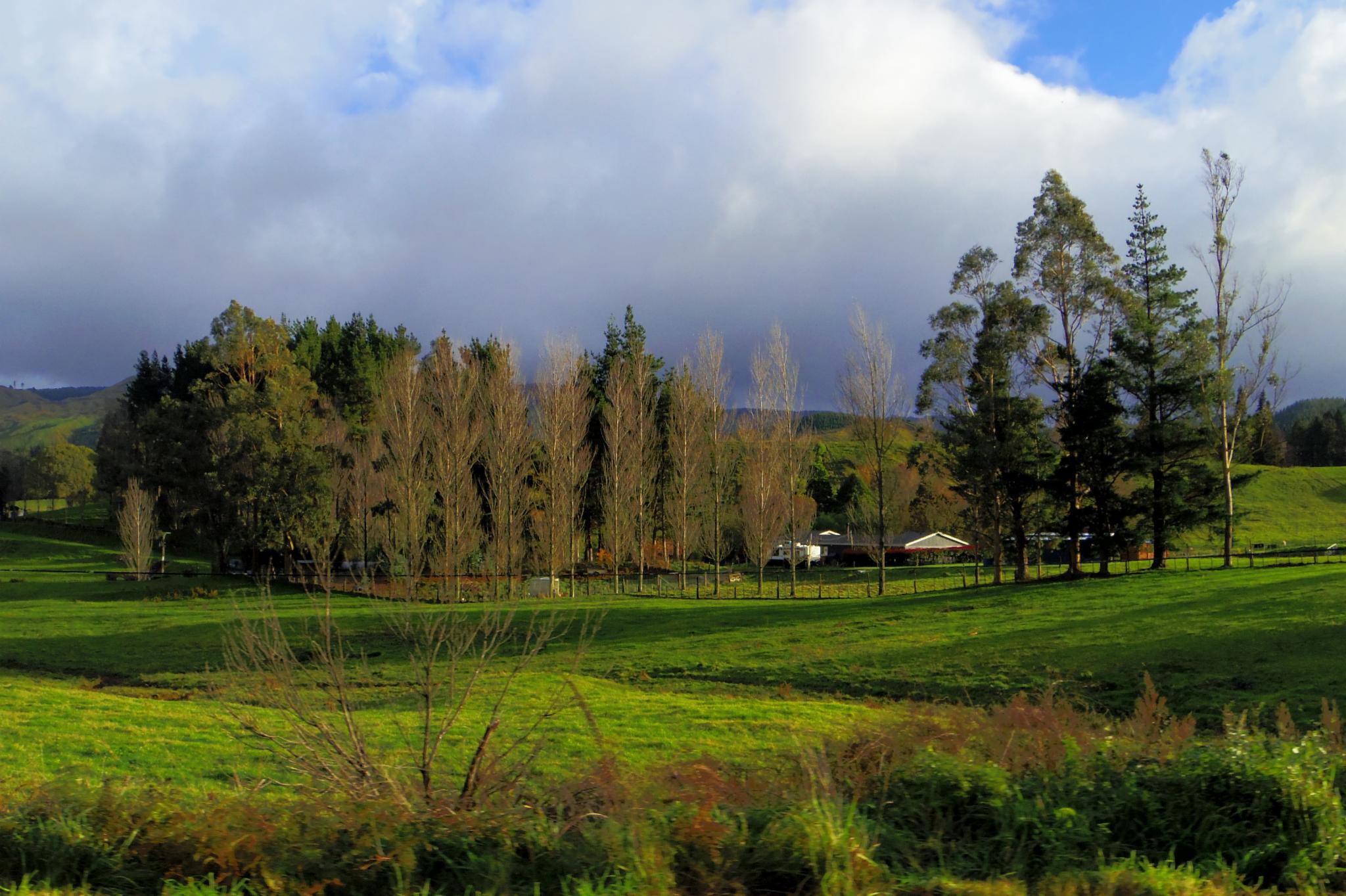 我的自驾：新西兰-----无需滤镜的人间净土