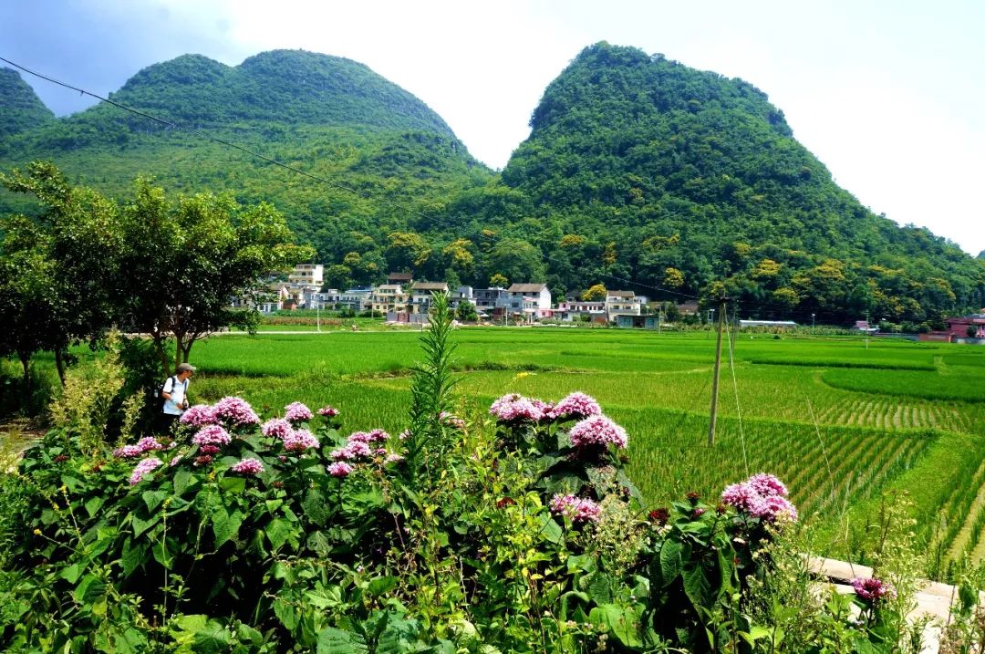 乡游黔中 · 贞丰县 岩鱼村丨花为媒，好春光，春日追花去