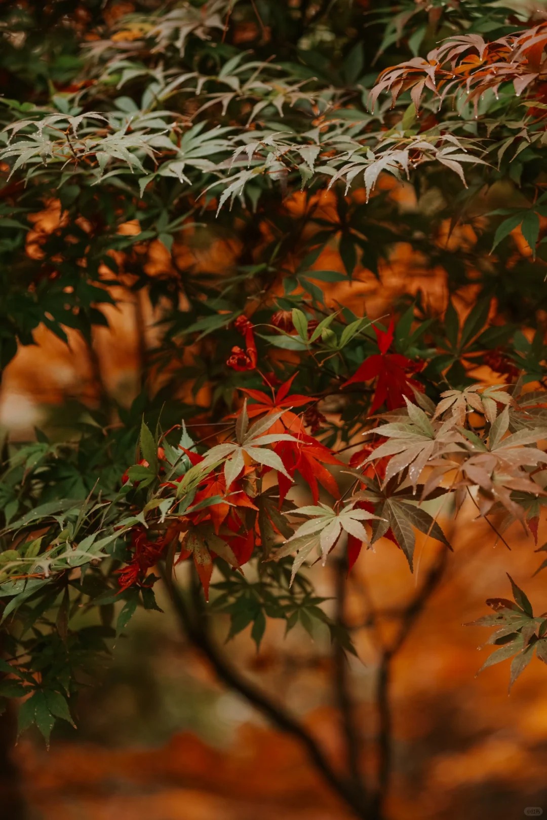 秋天已来🍂｜属于昆明的秋天