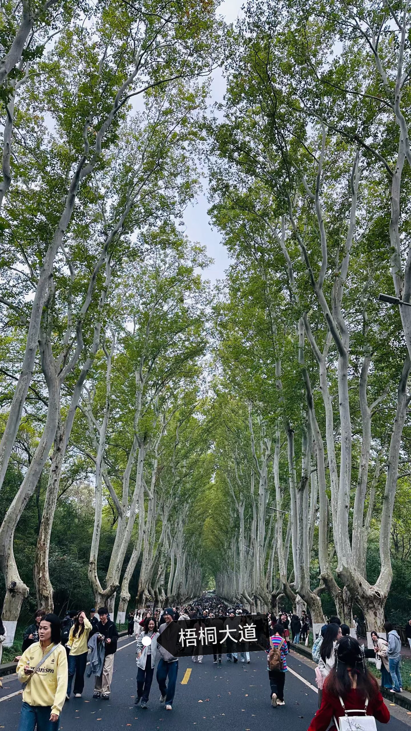 金秋南京3日自由行-2025.11.7-9