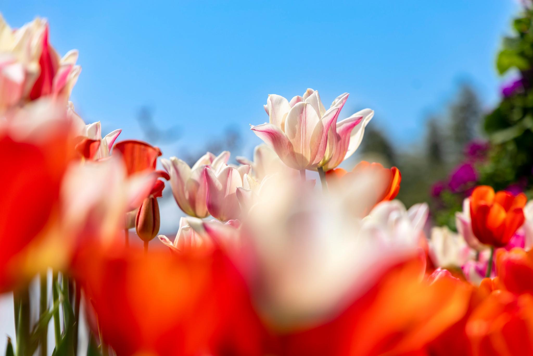 盐城的春天从郁金香开始，荷你一起看花海