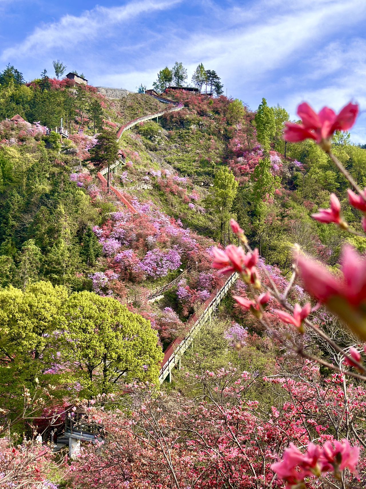 醉美天峡杜鹃花，3天2晚安庆“上春山”之旅~